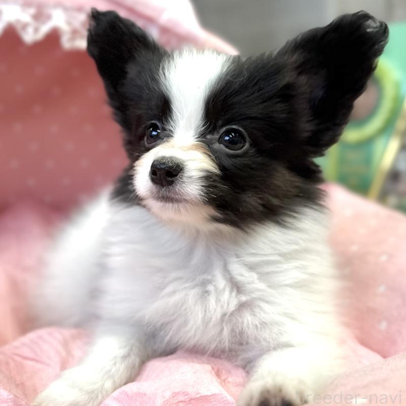 販売中の大阪府のパピヨン-435592の4枚目