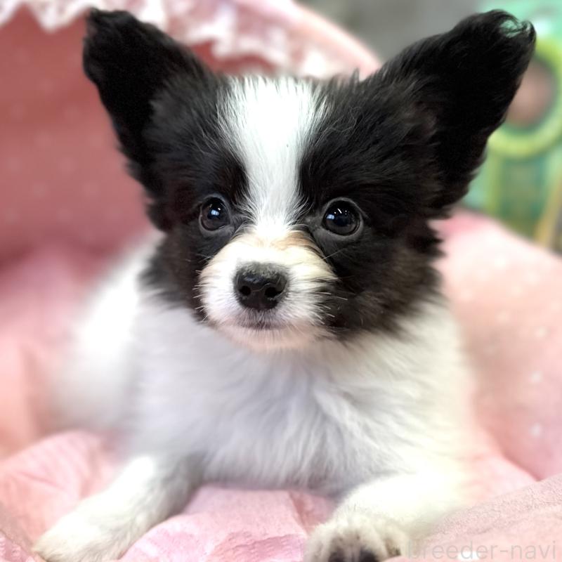 販売中の大阪府のパピヨン-435592の3枚目