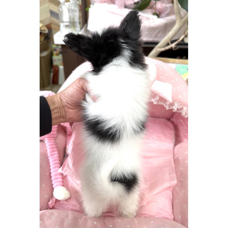 販売中の大阪府のパピヨン-435592の2枚目