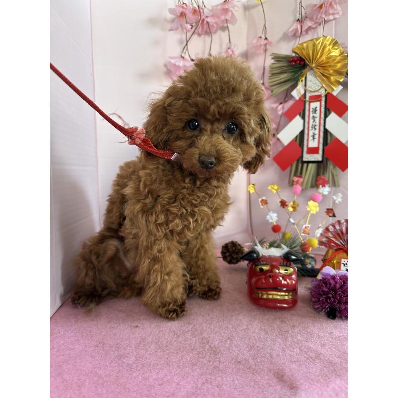 販売中の愛知県のタイニープードル-409880の12枚目
