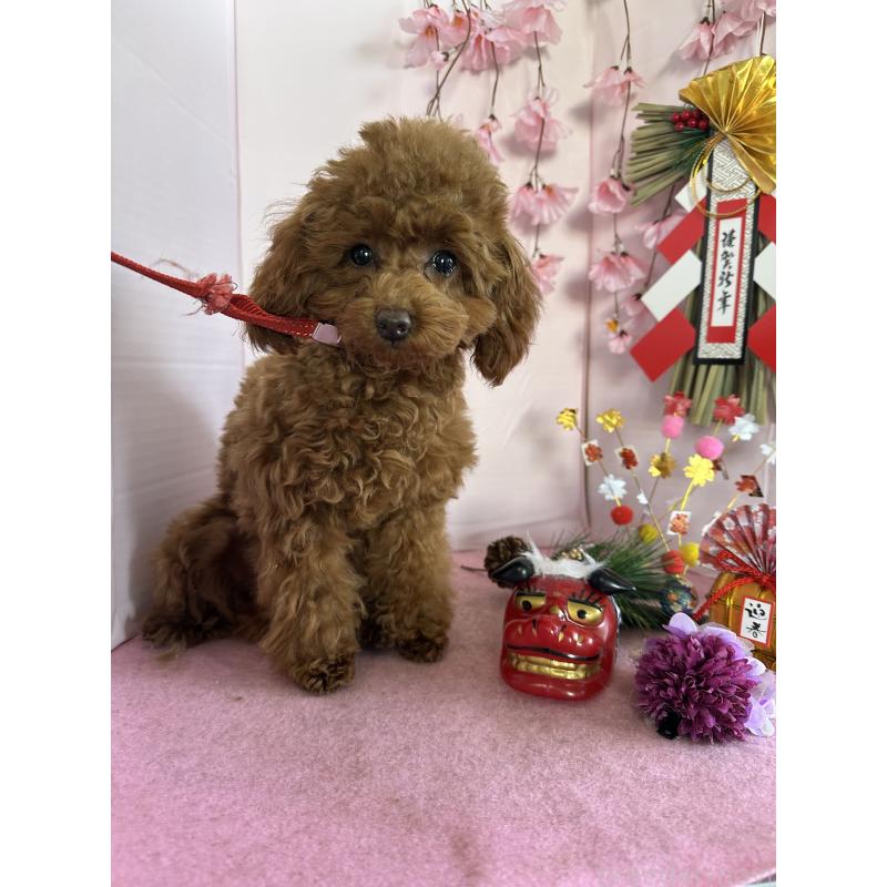 販売中の愛知県のタイニープードル-409880の11枚目