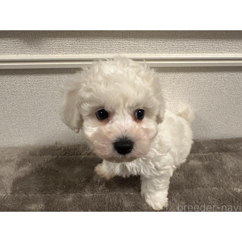 販売中の滋賀県のビションフリーゼ-428035の4枚目