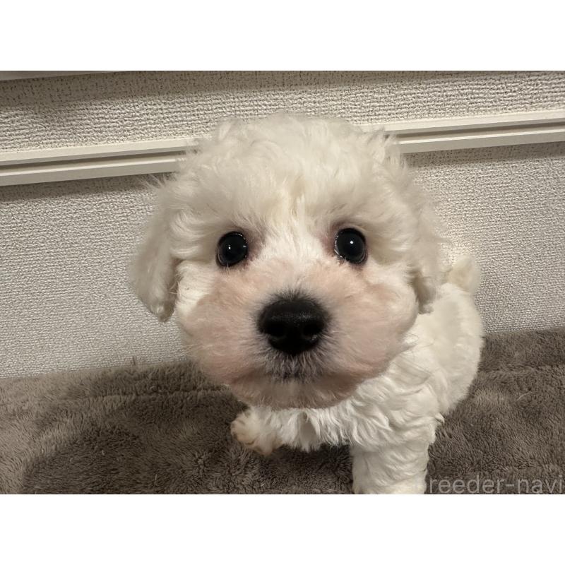 販売中の滋賀県のビションフリーゼ-428035の3枚目