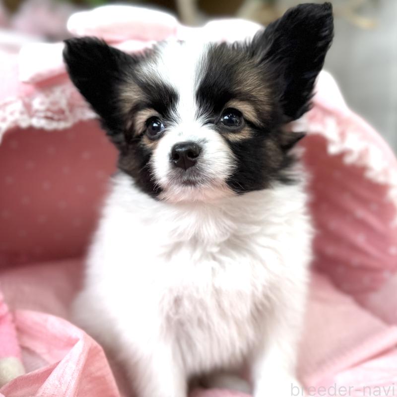 販売中の大阪府のパピヨン-435593