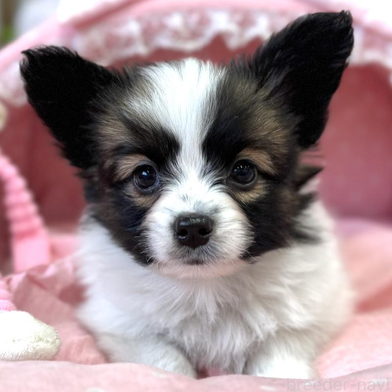 販売中の大阪府のパピヨン-435593の9枚目