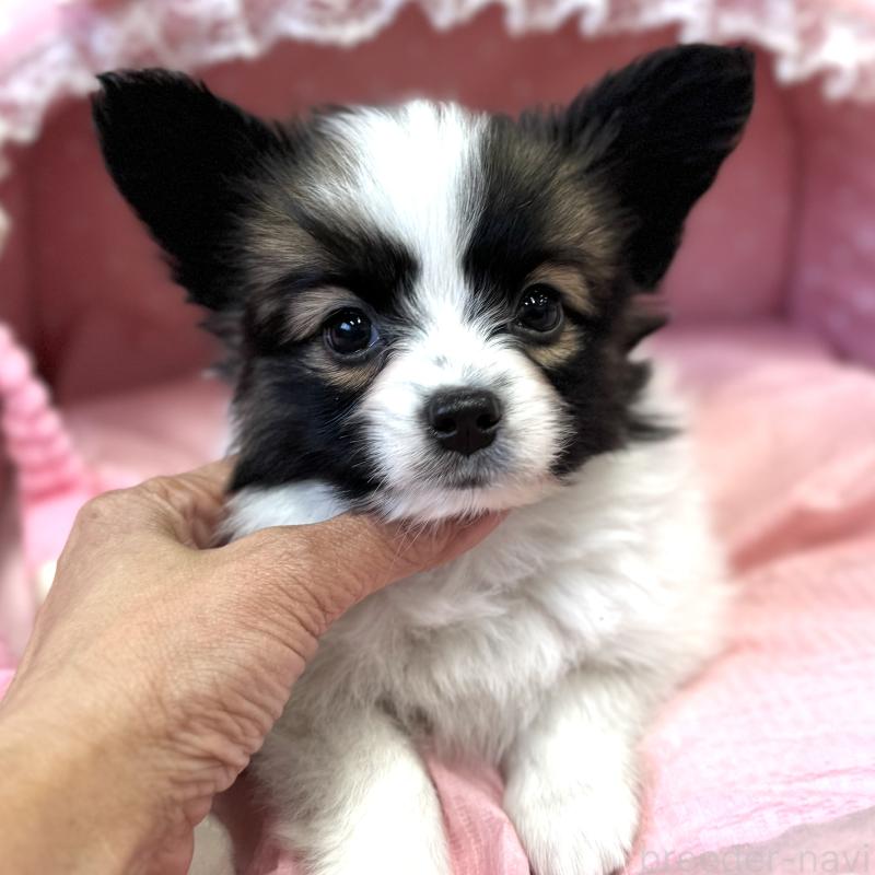 販売中の大阪府のパピヨン-435593の8枚目