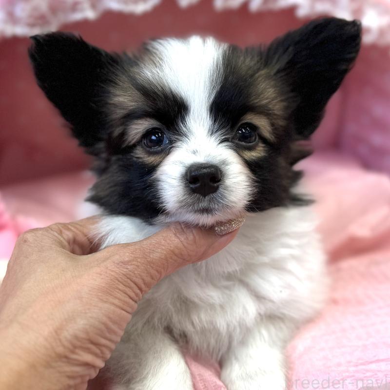 販売中の大阪府のパピヨン-435593の7枚目