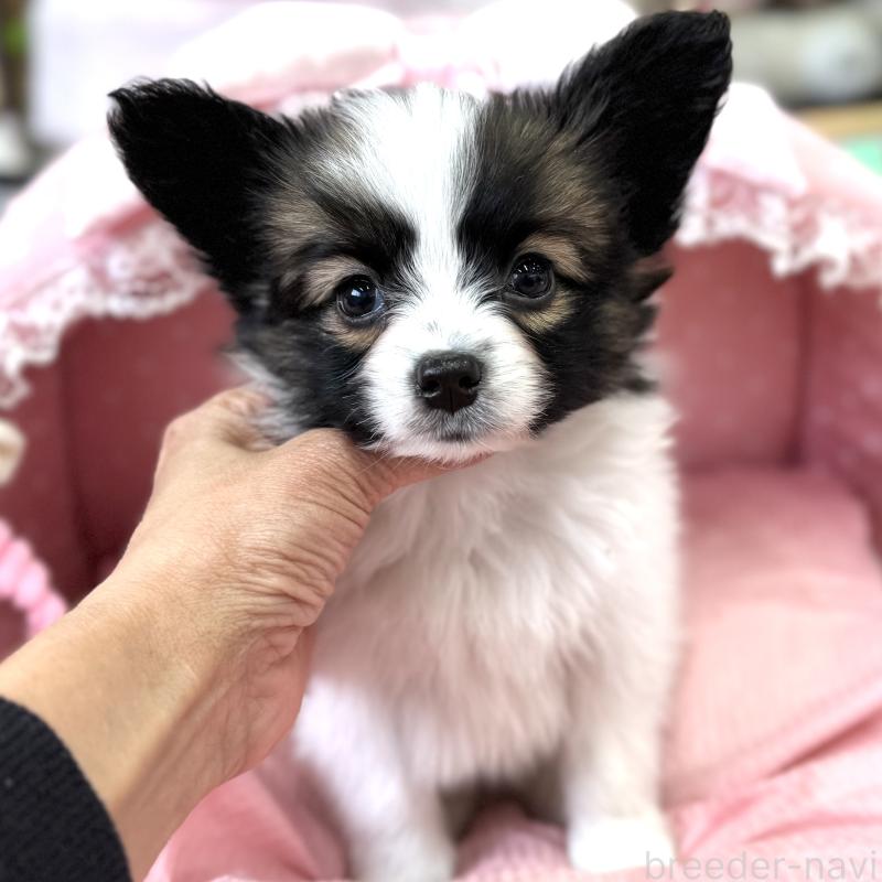 販売中の大阪府のパピヨン-435593の5枚目