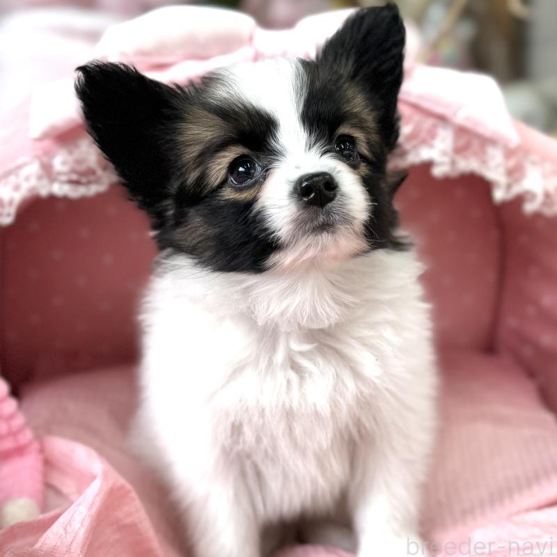 販売中の大阪府のパピヨン-435593の4枚目