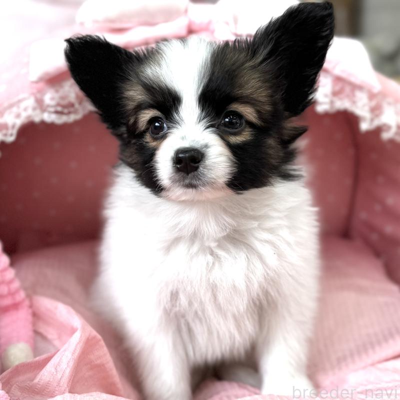 販売中の大阪府のパピヨン-435593の3枚目