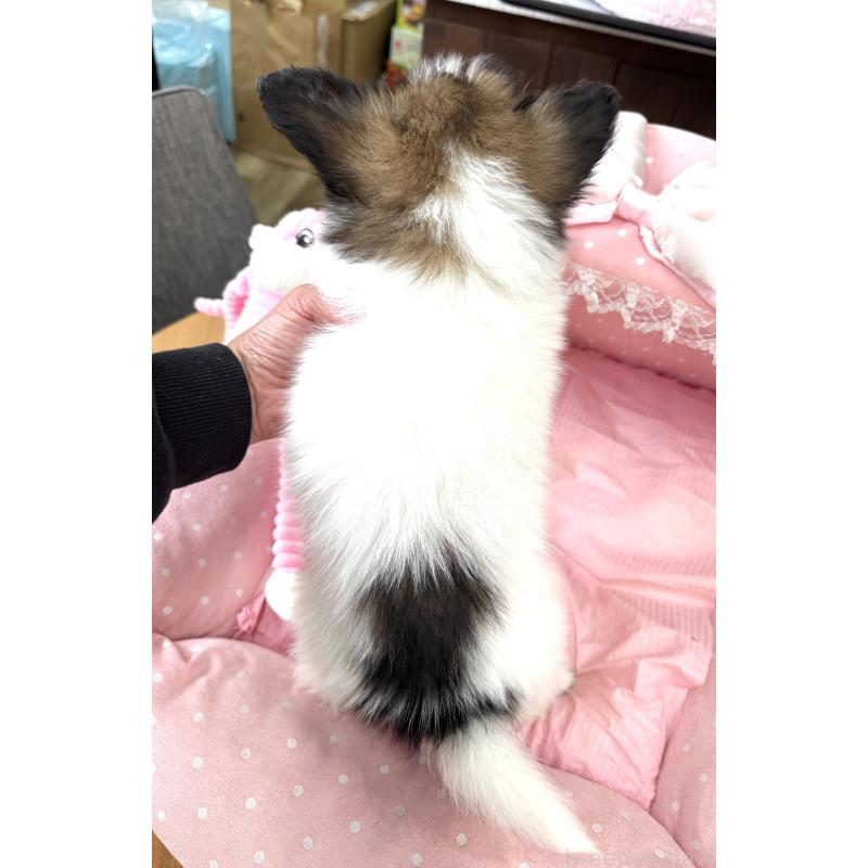 販売中の大阪府のパピヨン-435593の2枚目