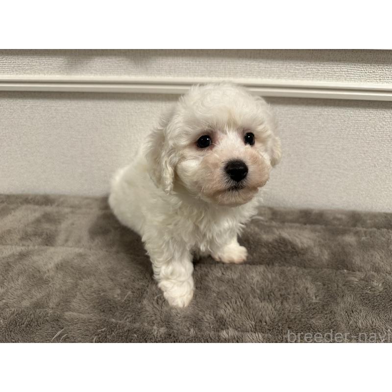 販売中の滋賀県のビションフリーゼ-428033の3枚目