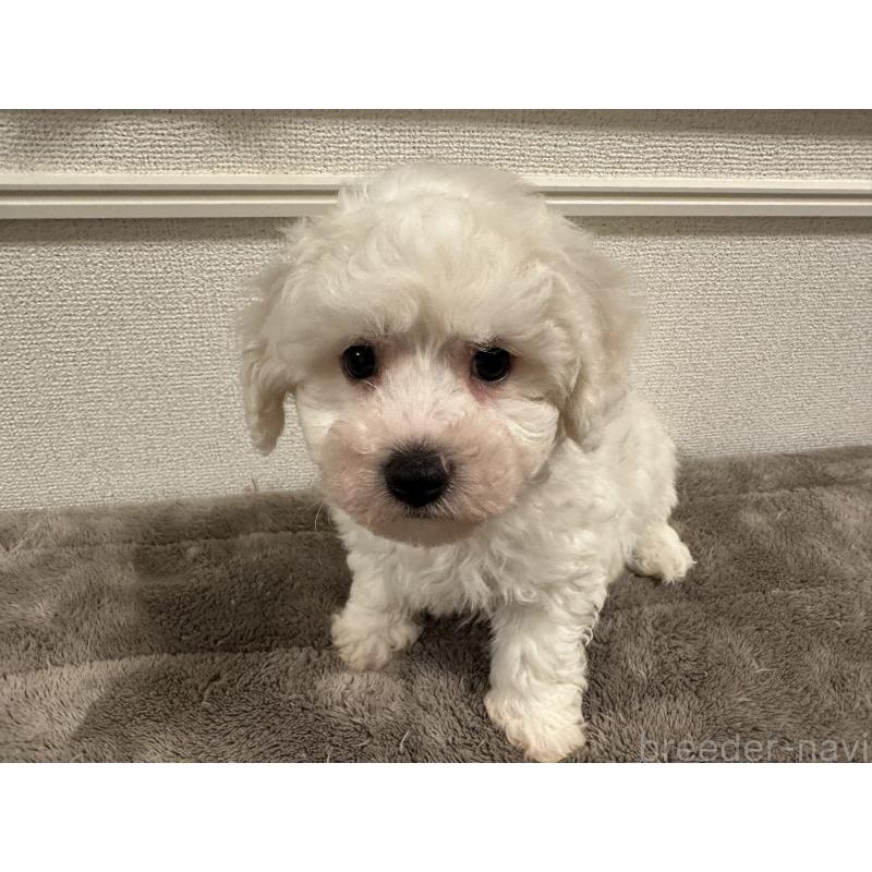 販売中の滋賀県のビションフリーゼ-428033の2枚目