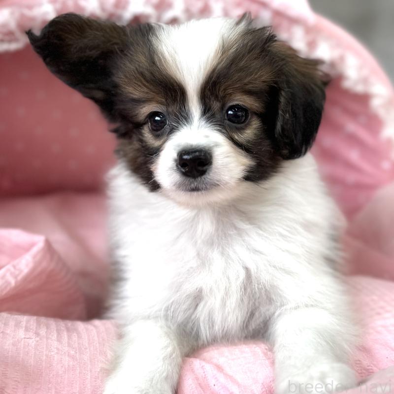 販売中の大阪府のパピヨン-435594の8枚目