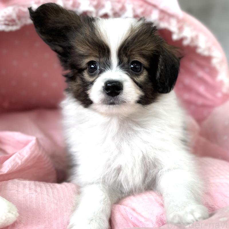 販売中の大阪府のパピヨン-435594の7枚目