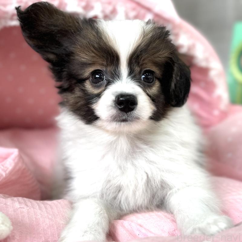 販売中の大阪府のパピヨン-435594の6枚目