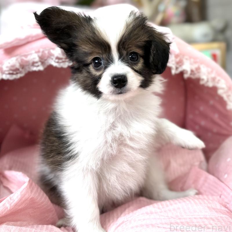 販売中の大阪府のパピヨン-435594の5枚目