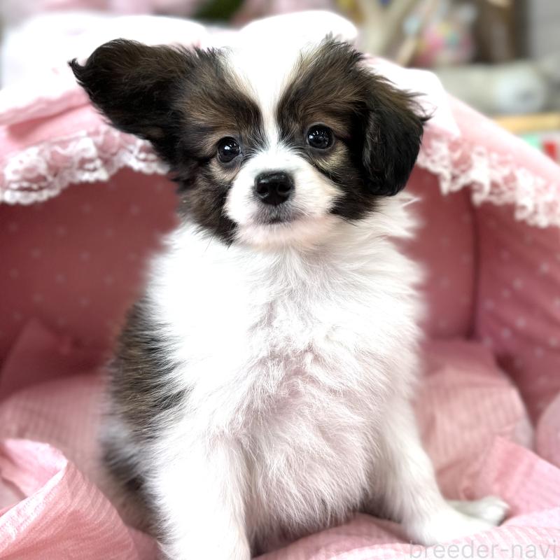 販売中の大阪府のパピヨン-435594の4枚目