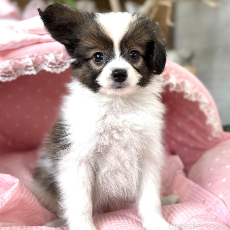 販売中の大阪府のパピヨン-435594の1枚目