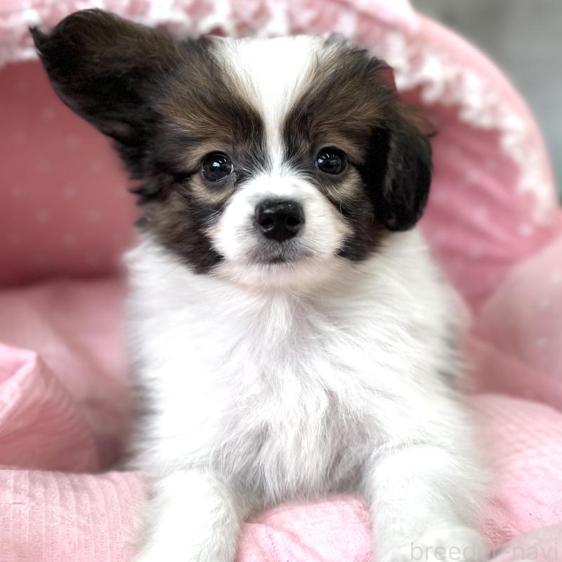 販売中の大阪府のパピヨン-435594の3枚目