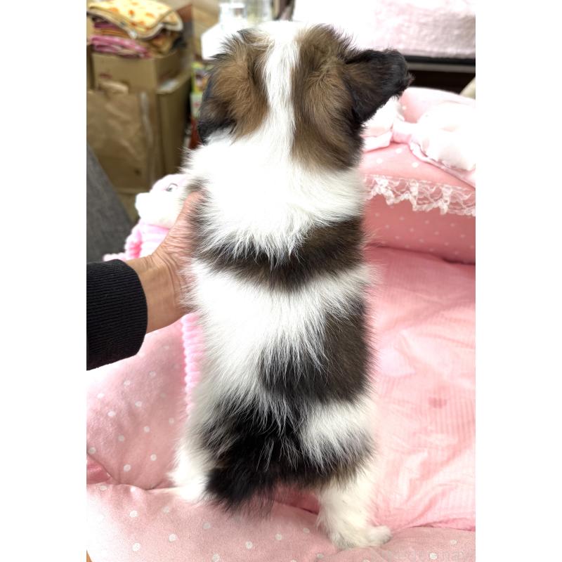 販売中の大阪府のパピヨン-435594の2枚目