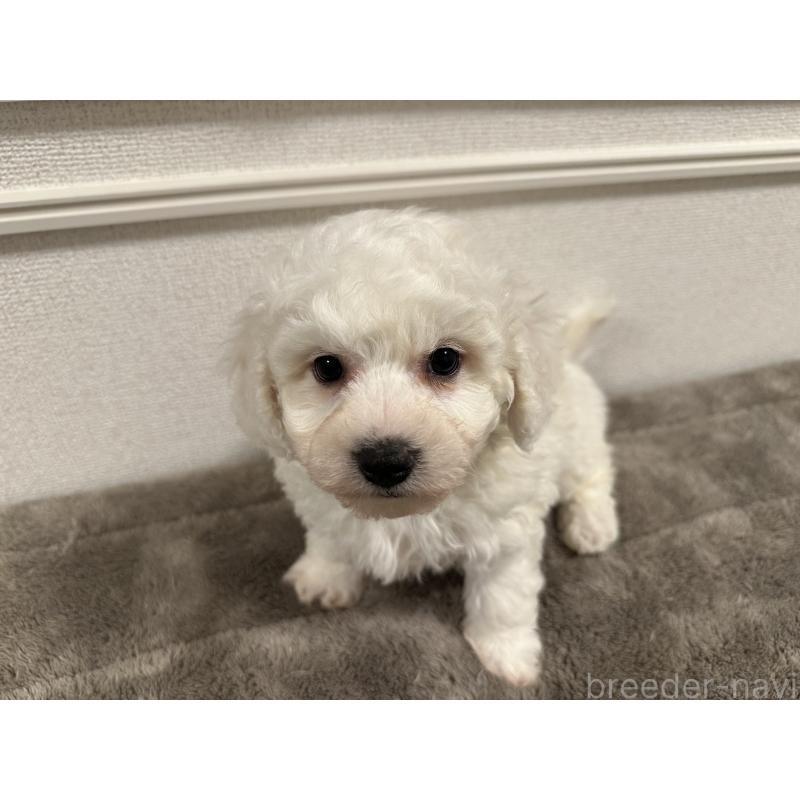 販売中の滋賀県のビションフリーゼ-428034の3枚目