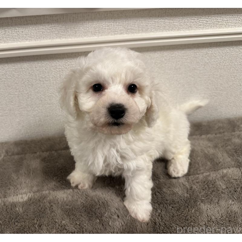 販売中の滋賀県のビションフリーゼ-428034の2枚目