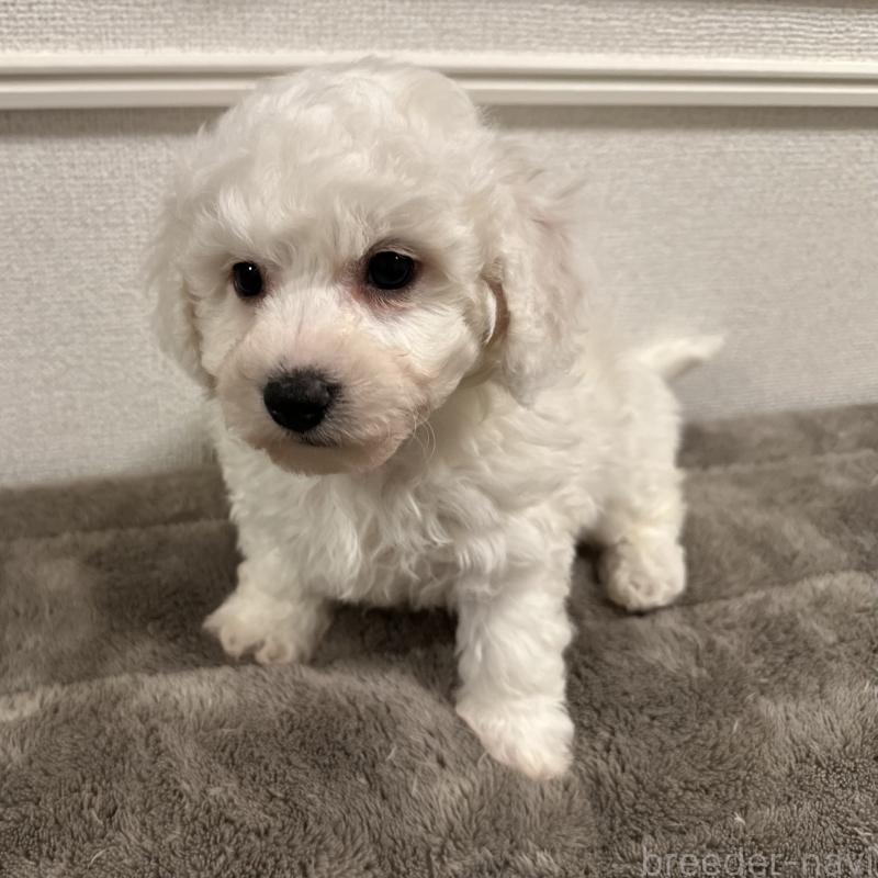 販売中の滋賀県のビションフリーゼ-428034