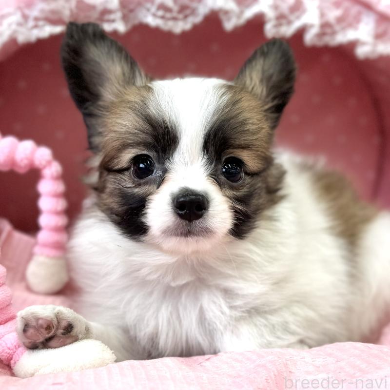 販売中の大阪府のパピヨン-435595