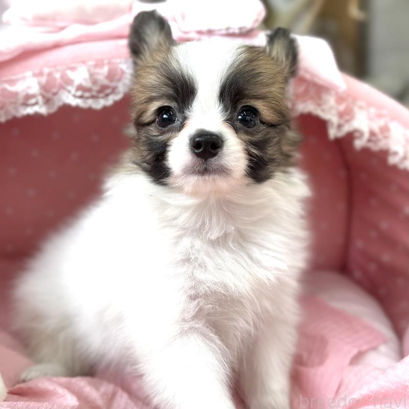 販売中の大阪府のパピヨン-435595の9枚目