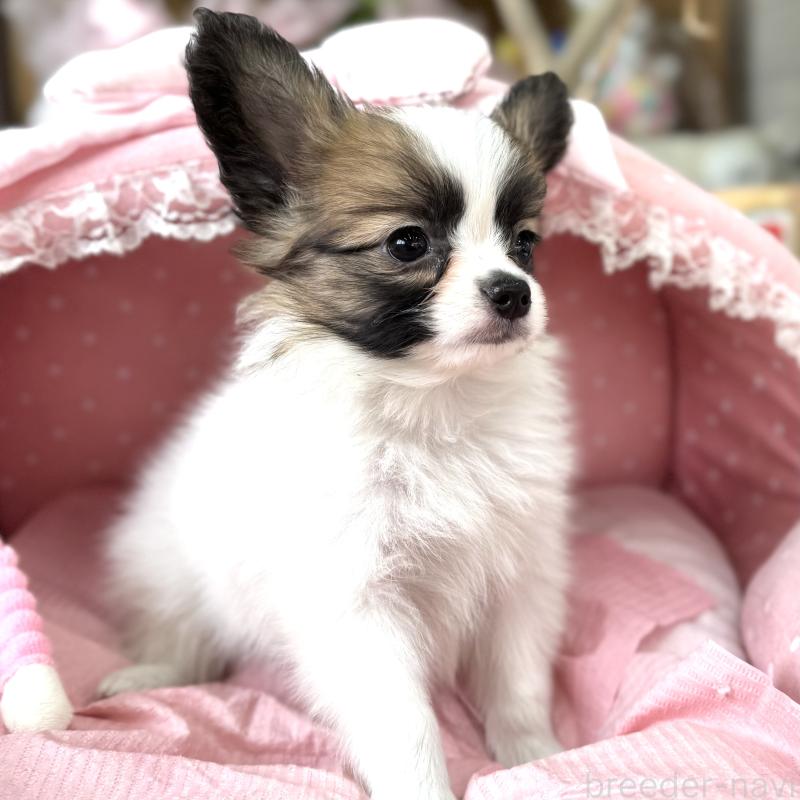 販売中の大阪府のパピヨン-435595の8枚目