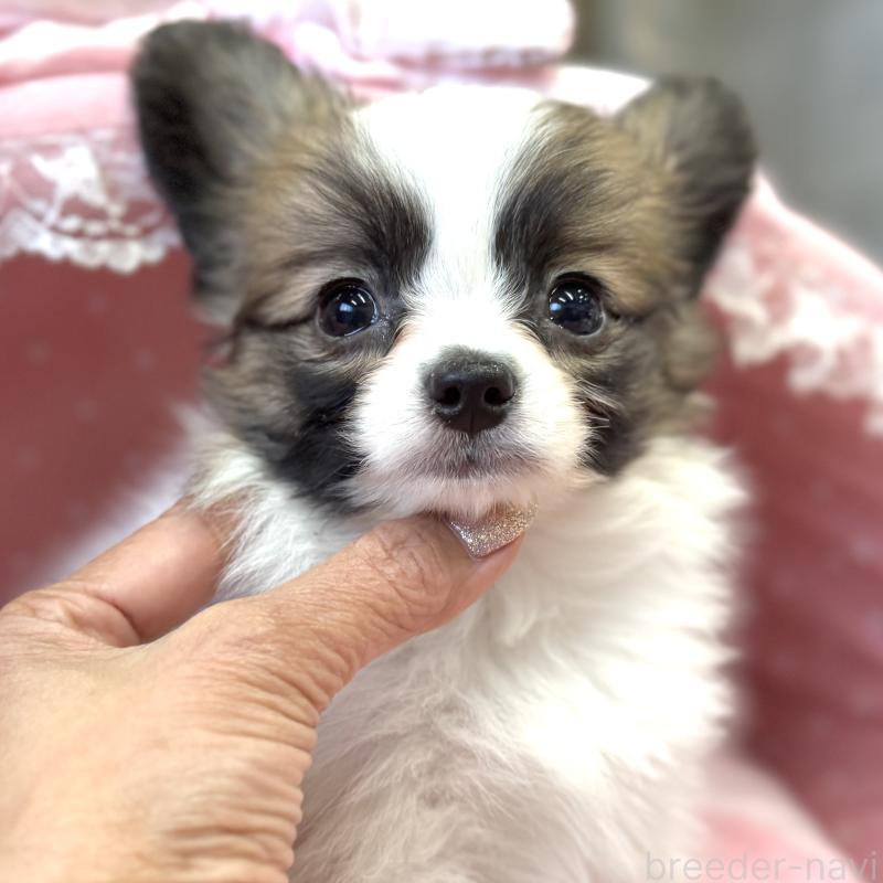 販売中の大阪府のパピヨン-435595の7枚目