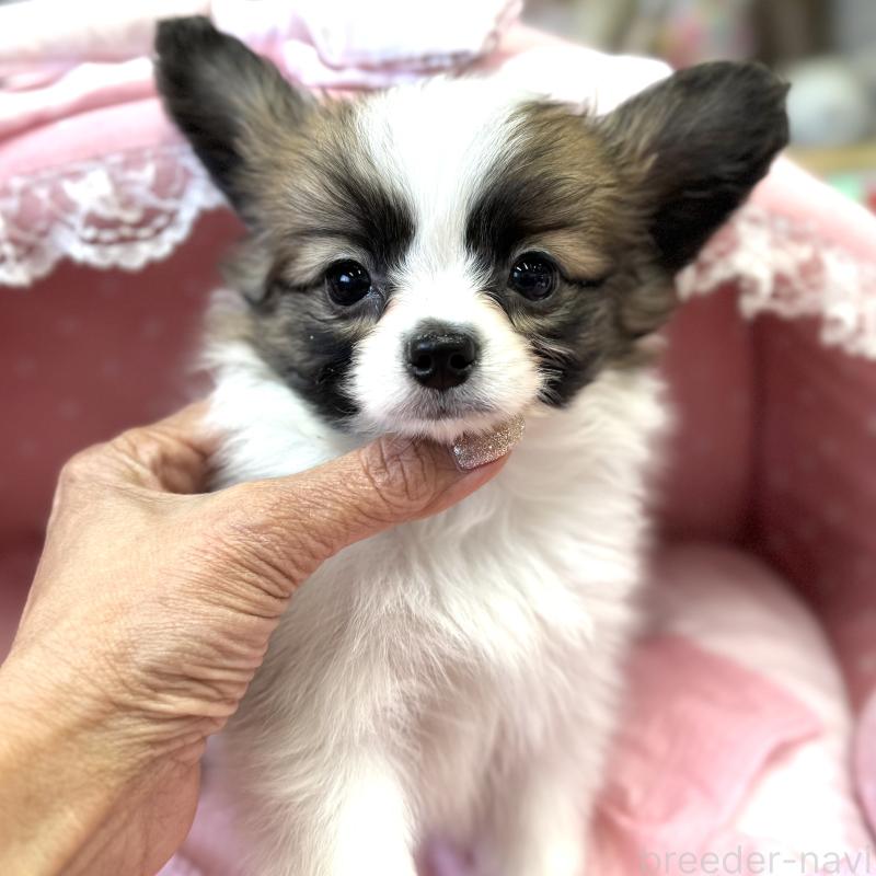 販売中の大阪府のパピヨン-435595の6枚目