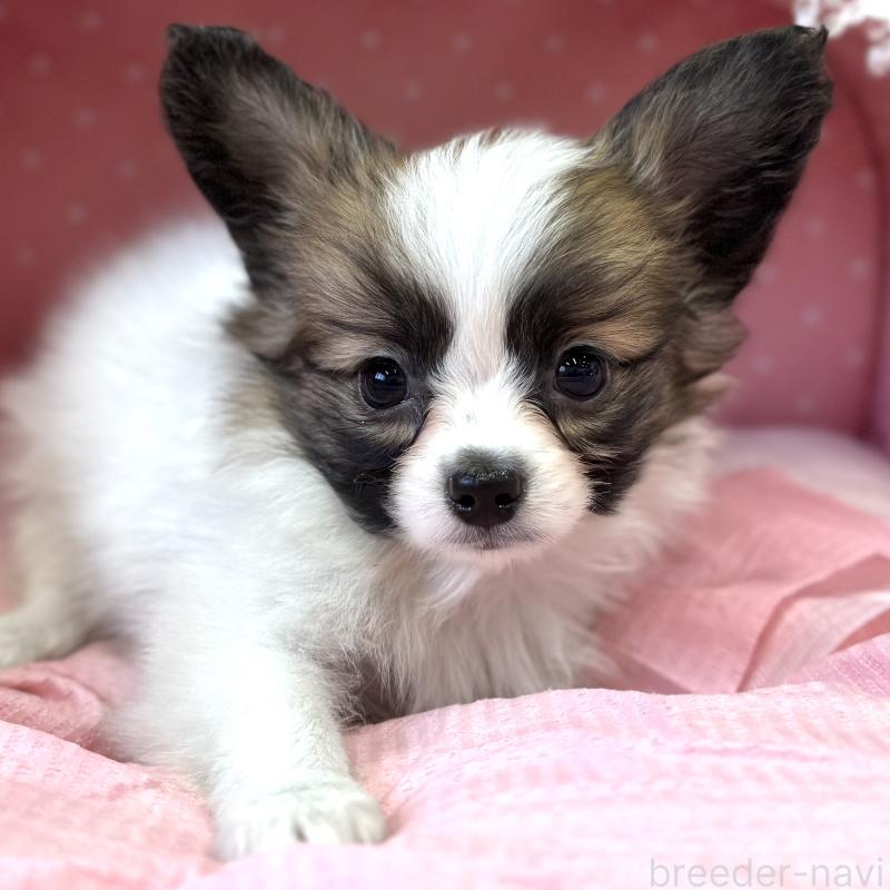 販売中の大阪府のパピヨン-435595の5枚目