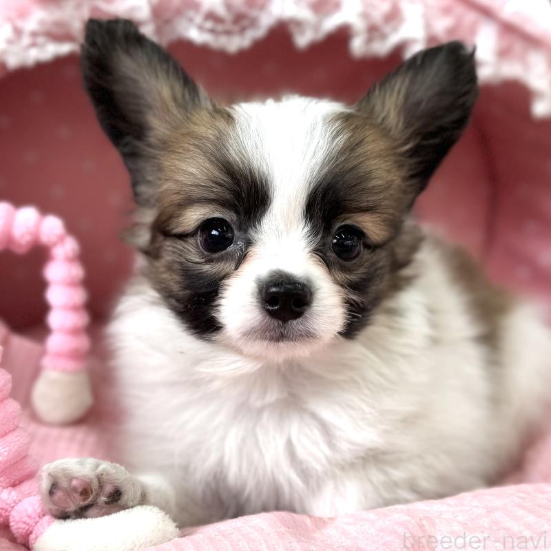 販売中の大阪府のパピヨン-435595の4枚目