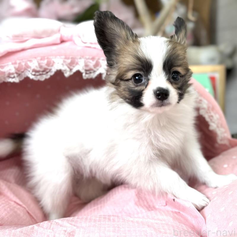 販売中の大阪府のパピヨン-435595の3枚目