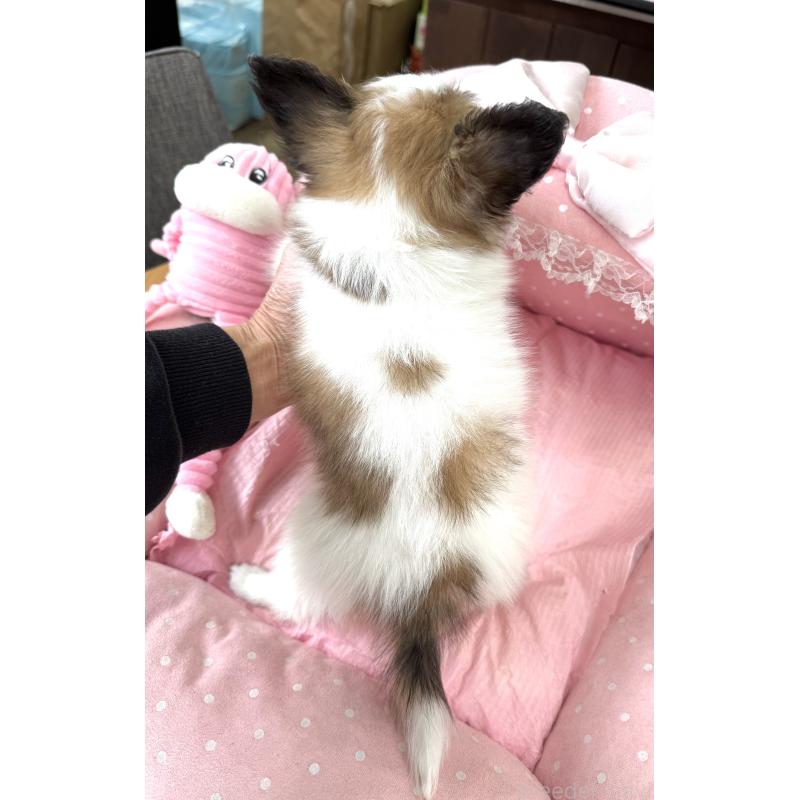 販売中の大阪府のパピヨン-435595の2枚目