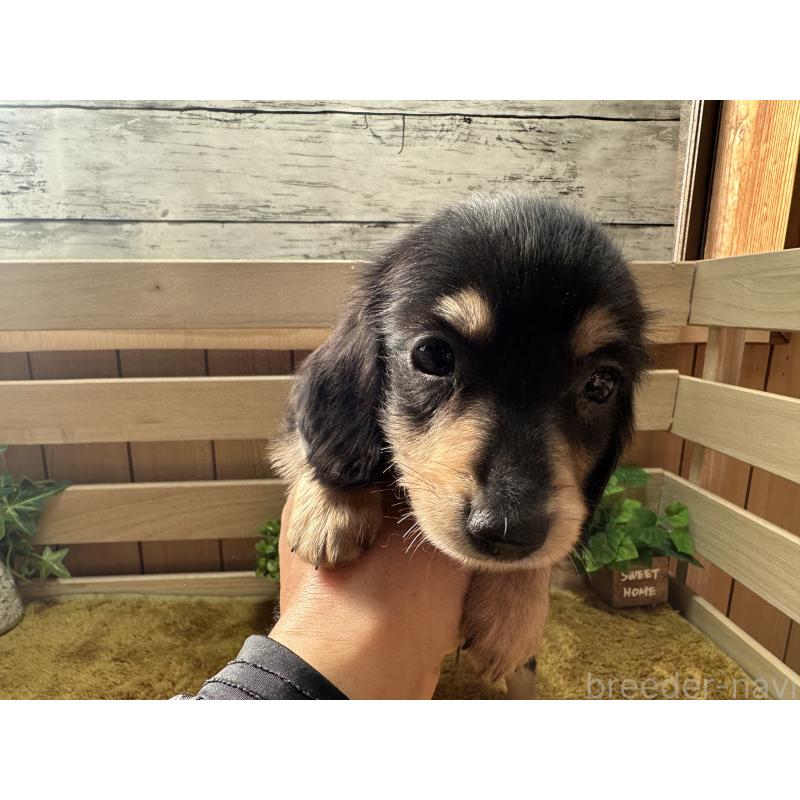 販売中の奈良県のミニチュアダックスフンド(ロングヘアード)-435596の5枚目