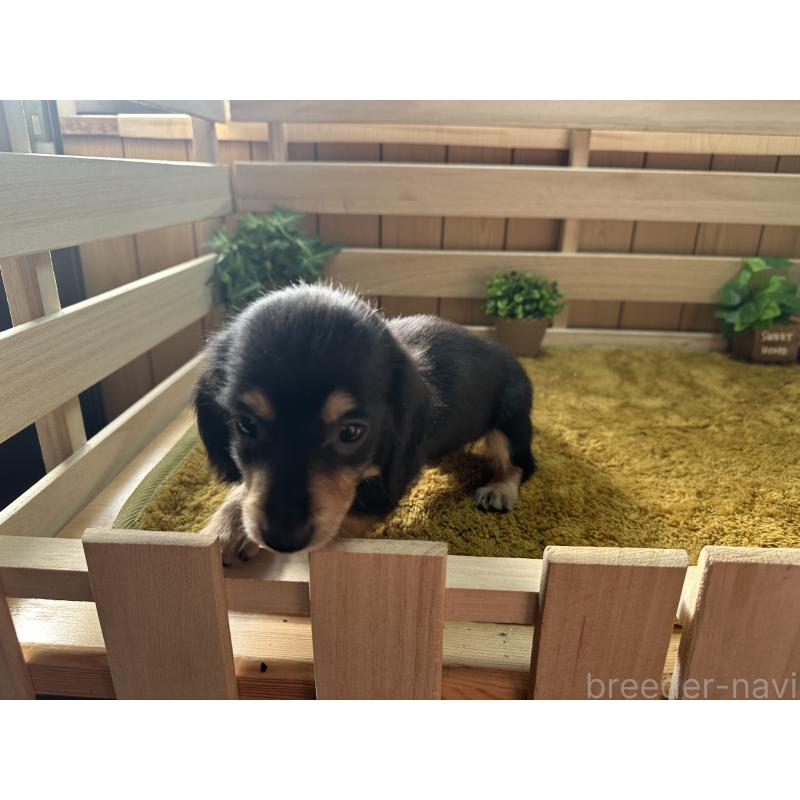 販売中の奈良県のミニチュアダックスフンド(ロングヘアード)-435596の4枚目