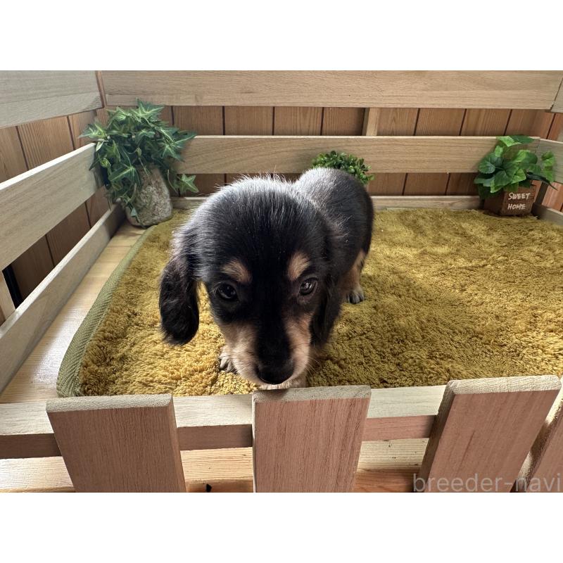 販売中の奈良県のミニチュアダックスフンド(ロングヘアード)-435596の2枚目