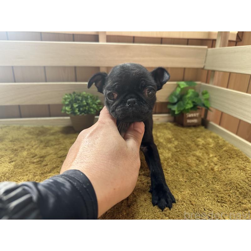 販売中の奈良県のパグ-435597の4枚目