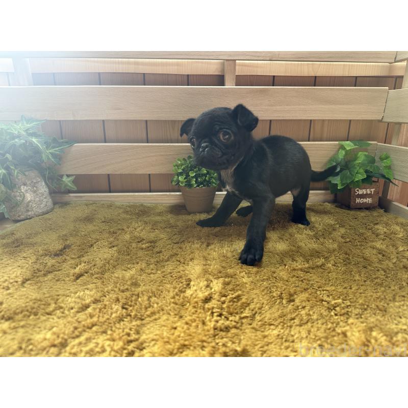 販売中の奈良県のパグ-435597の3枚目