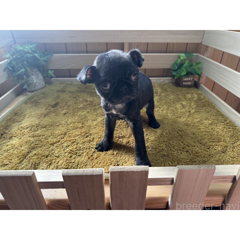 販売中の奈良県のパグ-435597の2枚目