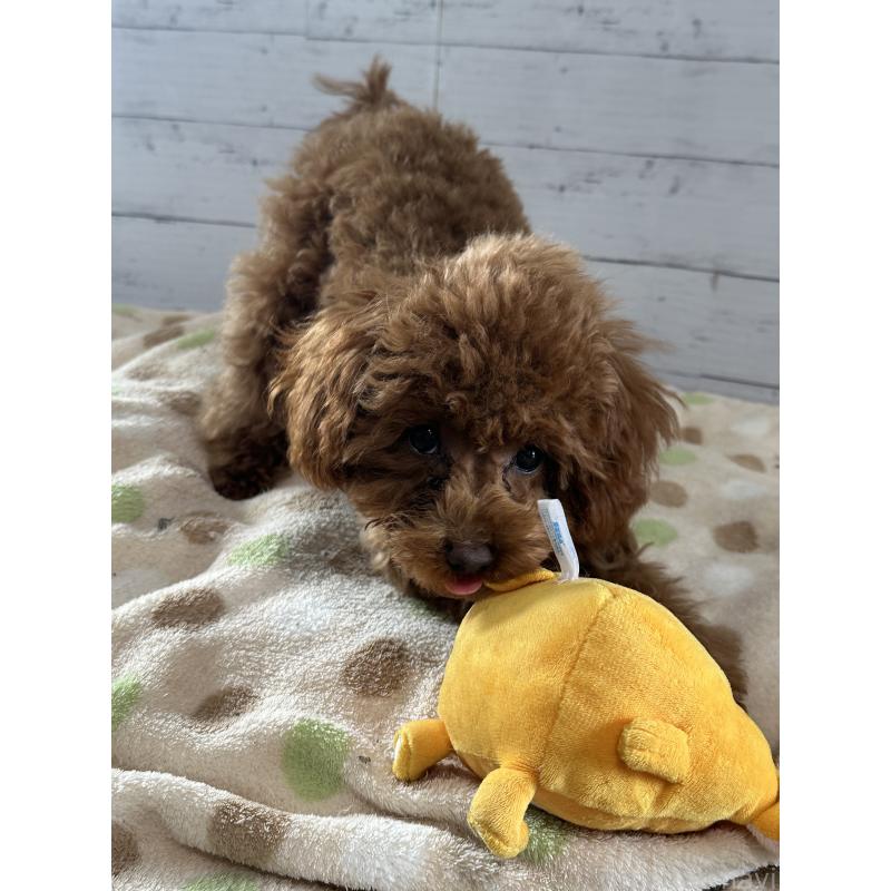 販売中の愛知県のタイニープードル-409880の10枚目