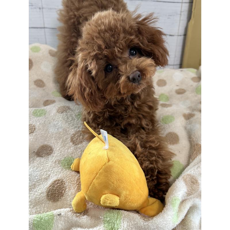 販売中の愛知県のタイニープードル-409880の9枚目