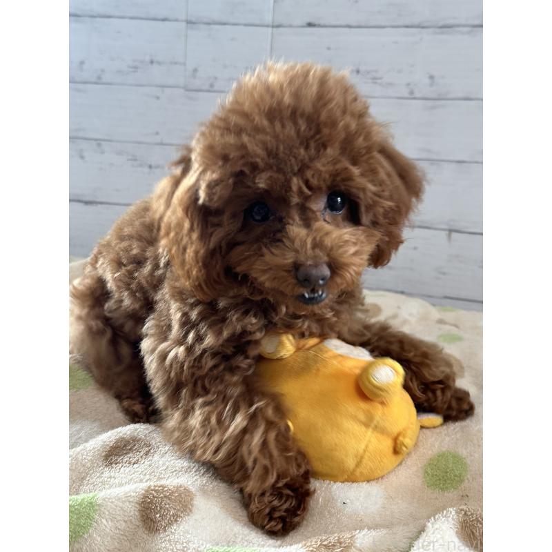 販売中の愛知県のタイニープードル-409880の8枚目