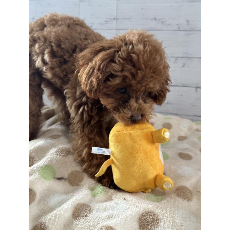 販売中の愛知県のタイニープードル-409880の7枚目