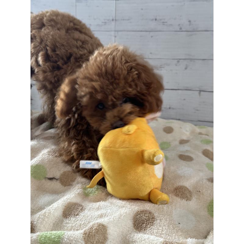 販売中の愛知県のタイニープードル-409880の5枚目