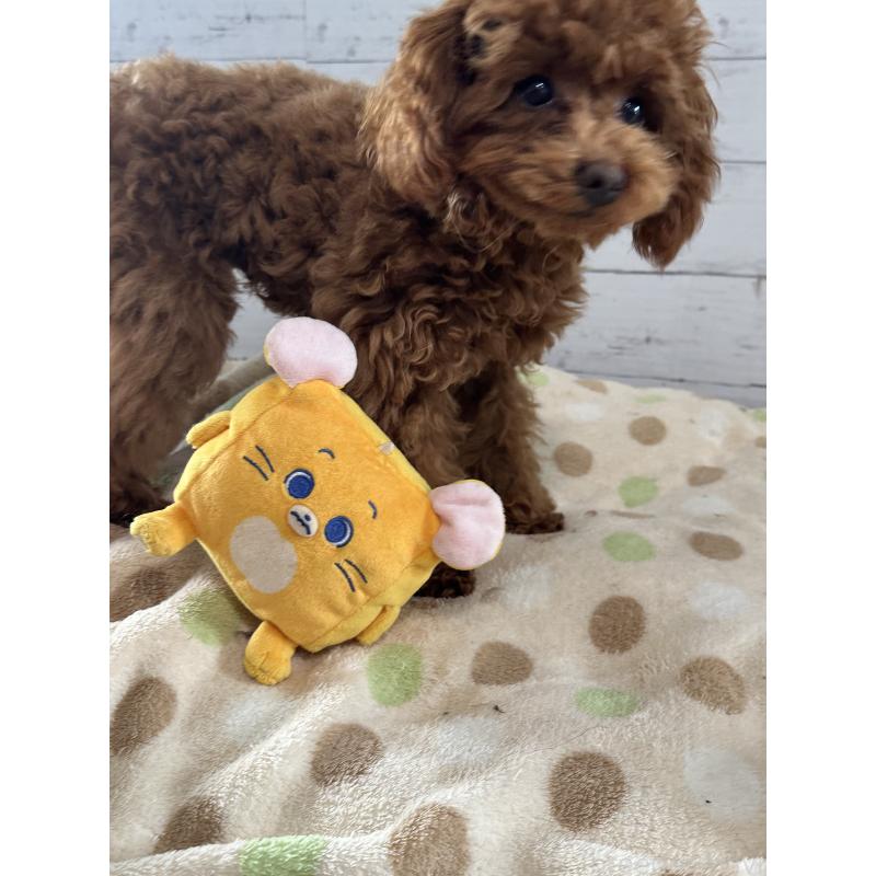 販売中の愛知県のタイニープードル-409880の4枚目