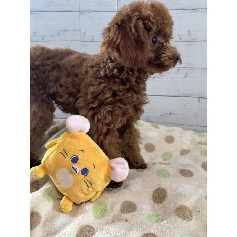 販売中の愛知県のタイニープードル-409880の3枚目